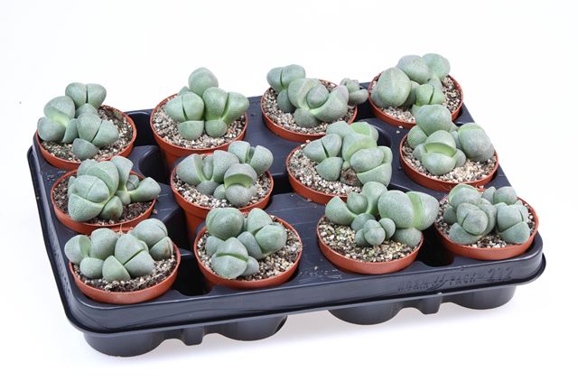 Picture of Pleiospilos nellii