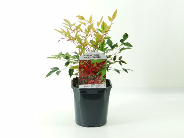 Picture of NANDINA DOMESTICA GULFSTREAM