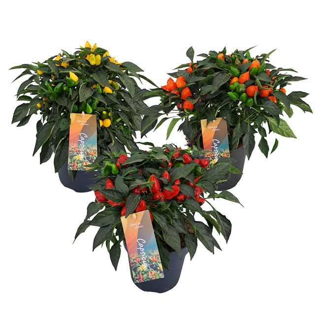 Picture of Capsicum annuum 'mambo' mix
