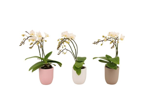Picture of PHALAENOPSIS 03/04-STEM MINI MIX IN CERAMIC