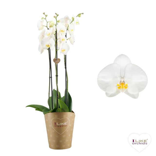 Picture of PHALAENOPSIS 03-STEM DUETTO WHITE