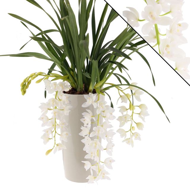 Picture of CYMBIDIUM 03/04-STEM ICE CASCADE IN CERAMIC