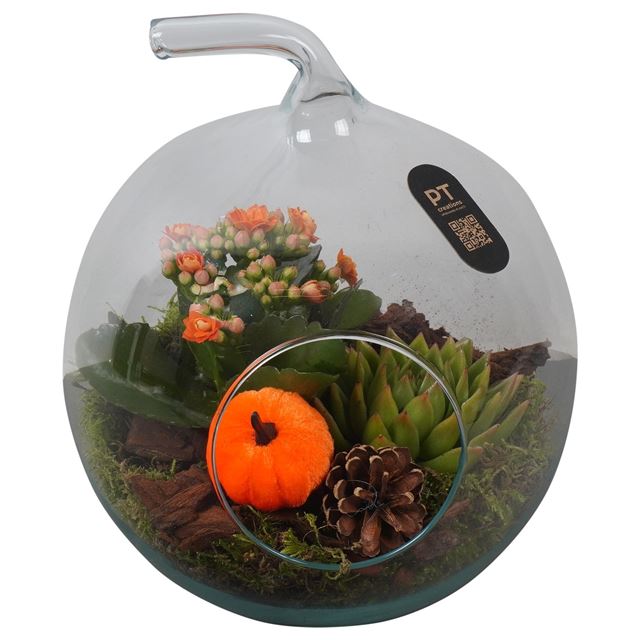 Picture of AUTUMN ARRANGEMENT INDOOR 02PP IN GLASS APPLE