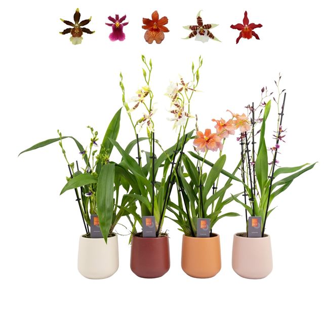Picture of Orchid 03-stem mix in ceramic