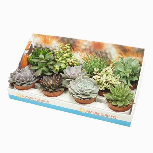 Picture of SUCCULENT MIX IN SHOWBOX