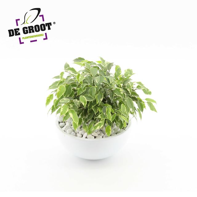 Picture of FICUS BENJAMINA KINKY VARIEGATED CERAMIC BOWL