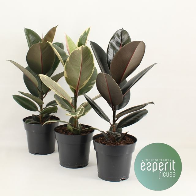 Picture of FICUS ELASTICA MIX