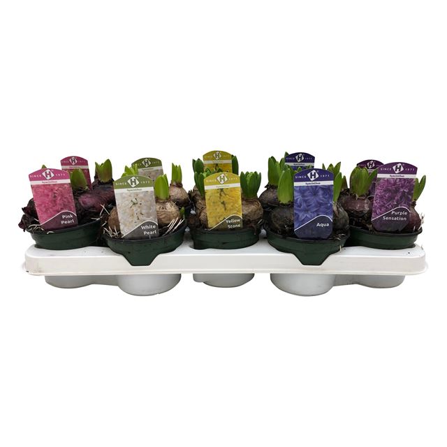 Picture of HYACINTHUS 03BULBS MIX IN TRAY