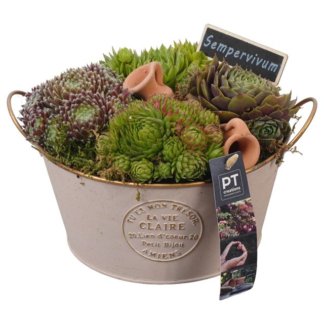 Picture of ARRANGEMENT SEMPERVIVUM IN ZINC
