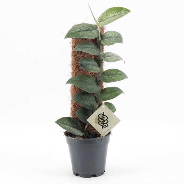 Picture of Rhaphidophora hongkongensis variegata