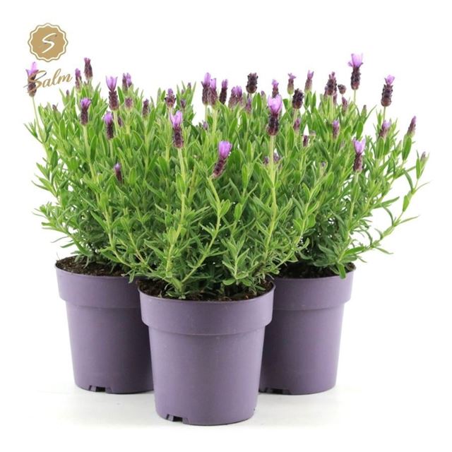 Picture of Lavandula stoechas