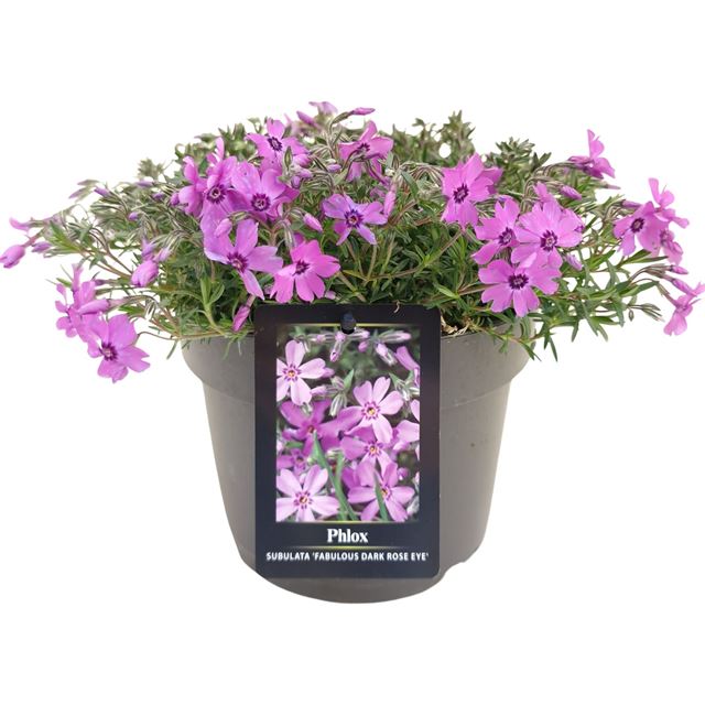 Picture of Phlox subulata fabulous dark rose eye