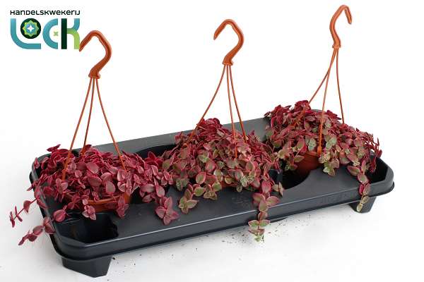Picture of Crassula marginalis hanging basket