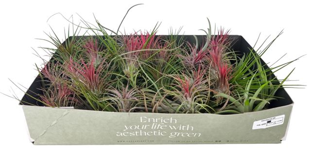 Picture of TILLANDSIA 07 VARIETY MIX