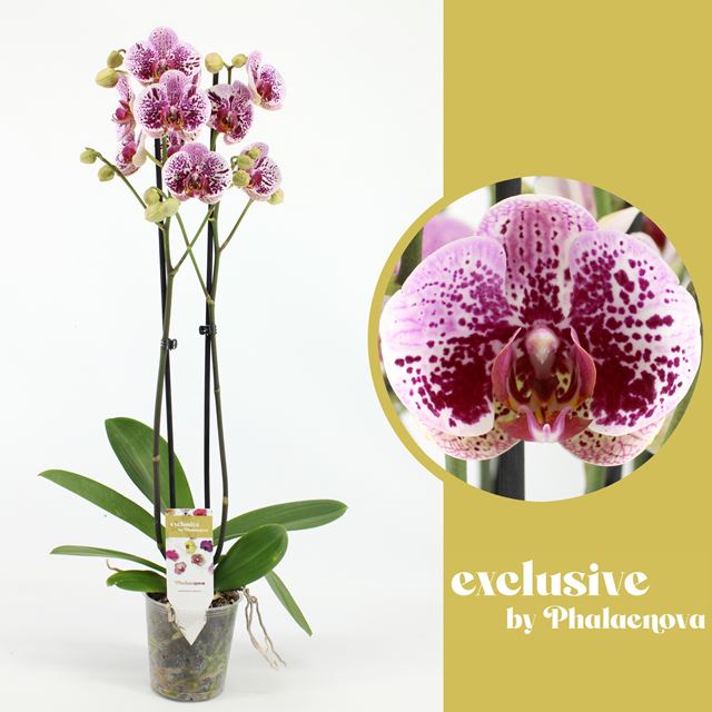 Picture of PHALAENOPSIS 02-STEM BEATA