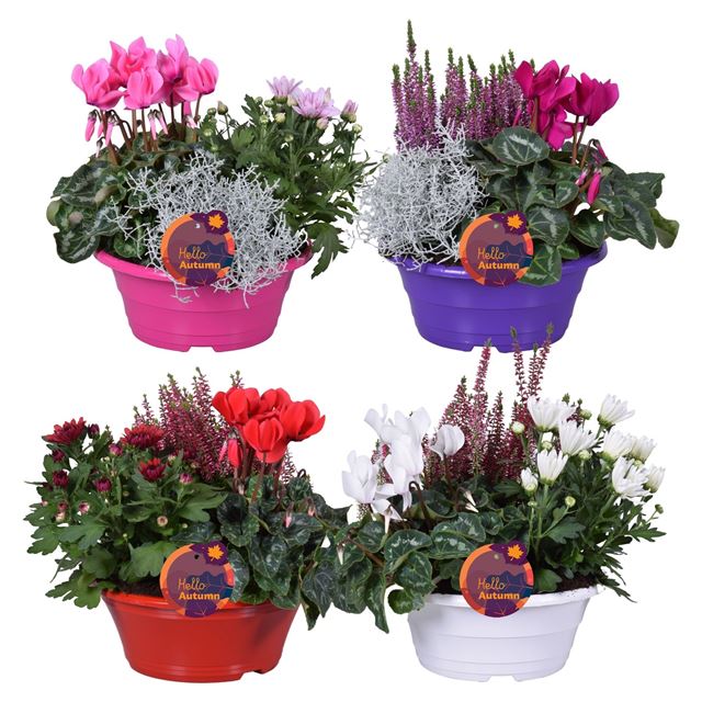 Picture of AUTUMN OUTDOOR ARRANGMENT TRIO IN BOWL