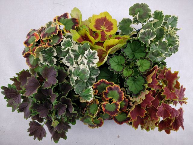 Picture of Pelargonium foliage mix