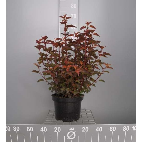 Picture of Physocarpus opulif  diable d'or© ('mindia')