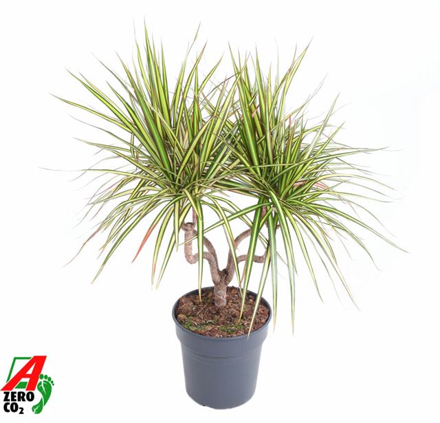 Picture of DRACAENA MARGINATA SUNRAY CHANDLER