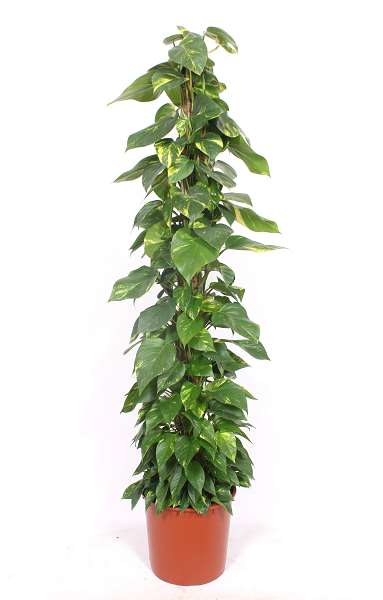 Picture of Scindapsus aureum moss pole