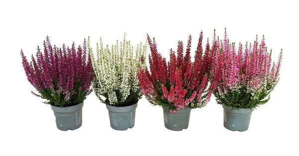 Picture of Calluna garden girls unicolor