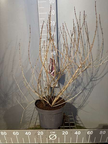 Picture of Weigela florida nana purpurea