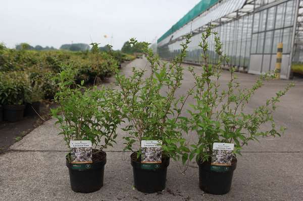Picture of Deutzia compacta lavender time