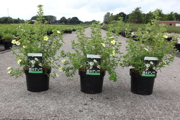 Picture of POTENTILLA FRUTICOSA LIMELIGHT