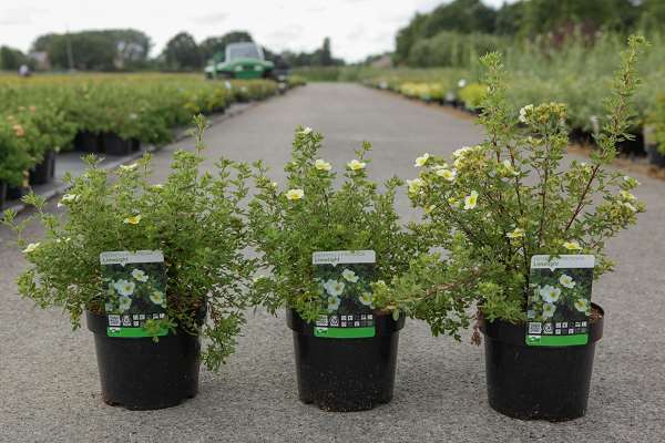 Picture of POTENTILLA FRUTICOSA LIMELIGHT