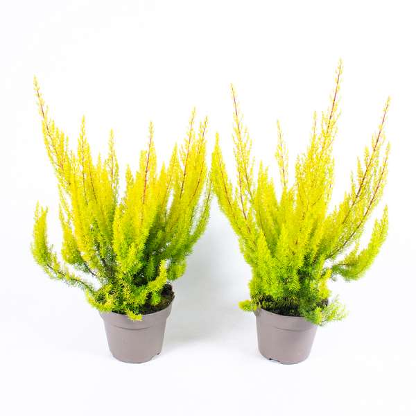 Picture of ERICA ARBOREA ALBERT'S GOLD