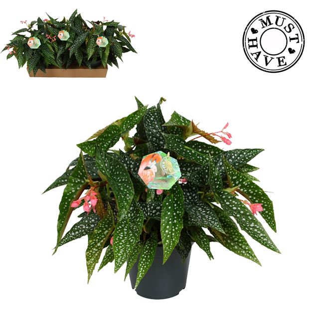 Picture of BEGONIA MACULATA DOUBLE DOT