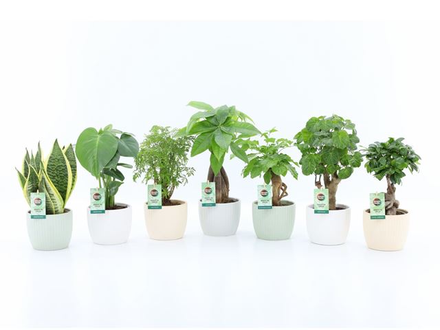 Picture of Foliage mix in ceramic