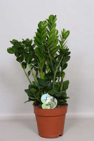 Picture of ZAMIOCULCAS ZAMIIFOLIA
