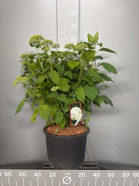 Picture of Hydrangea arborescens annabelle