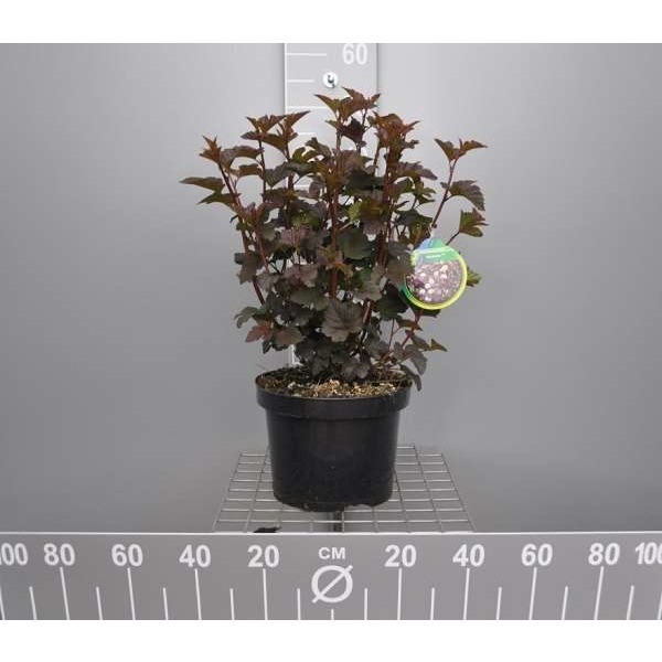 Picture of Physocarpus opulif  'diabolo'