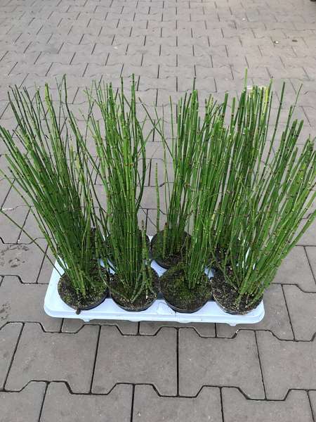 Picture of EQUISETUM HYEMALE