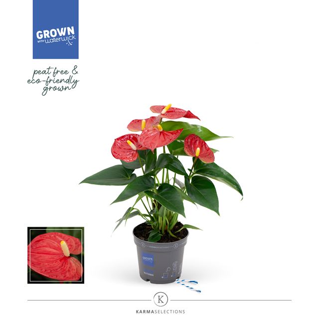 Picture of ANTHURIUM ANDREANUM GRANDI FLORA RED