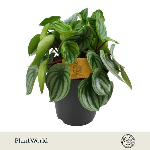 Picture of Peperomia argyreia