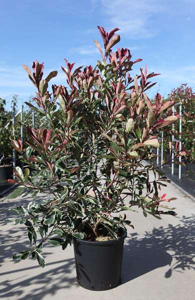 Picture of PHOTINIA FRASERI PINK MARBLE