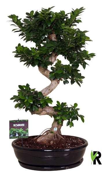 Picture of Ficus microcarpa ginseng s-type in black ceramic