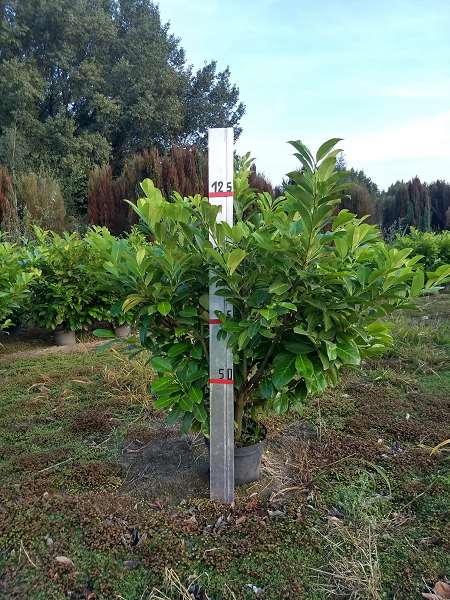 Picture of PRUNUS LAUROCERASUS ROTUNDIFOLIA 100+