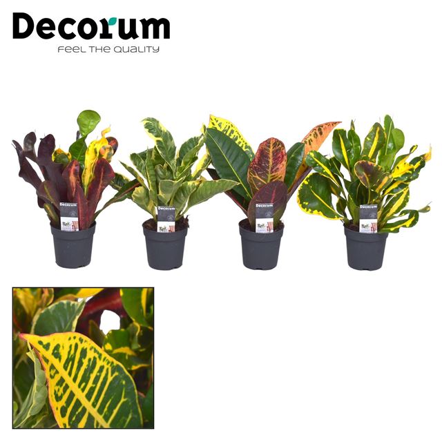 Picture of CODIAEUM MIX