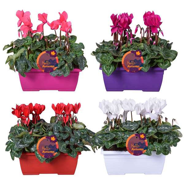 Picture of CYCLAMEN SUPER SERIE 10+FL COLOUR CODED WINDOWBOX