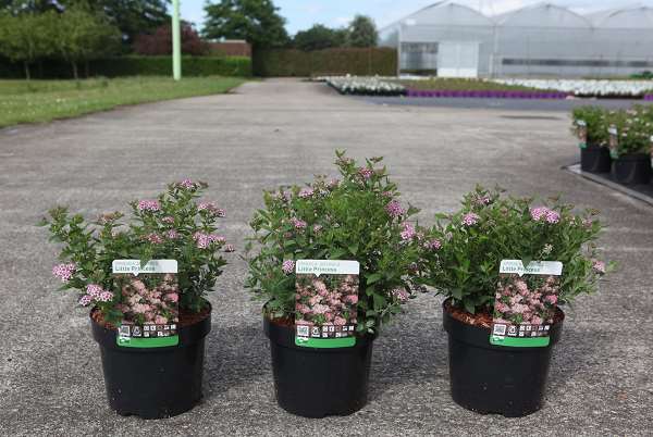 Picture of SPIRAEA JAPONICA LITTLE PRINCESS