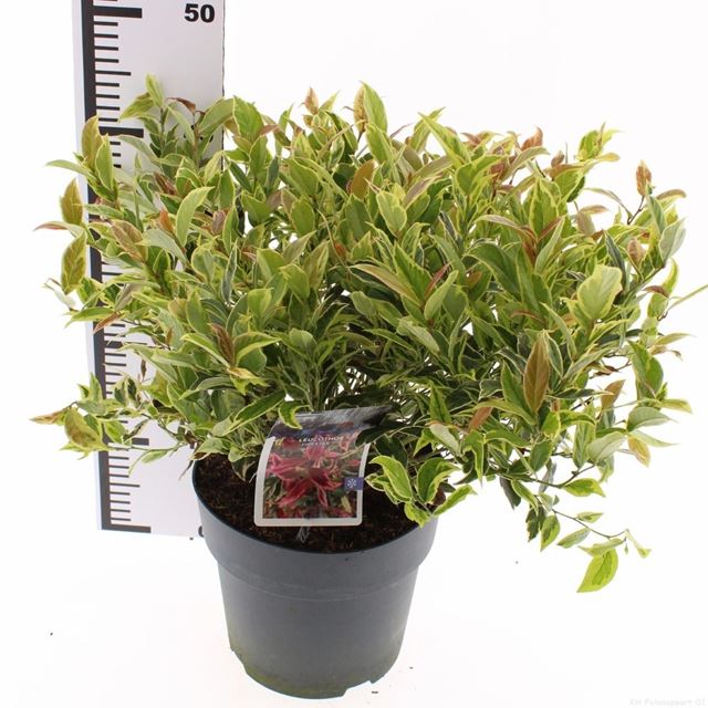 Picture of Leucothoe walteri firestar