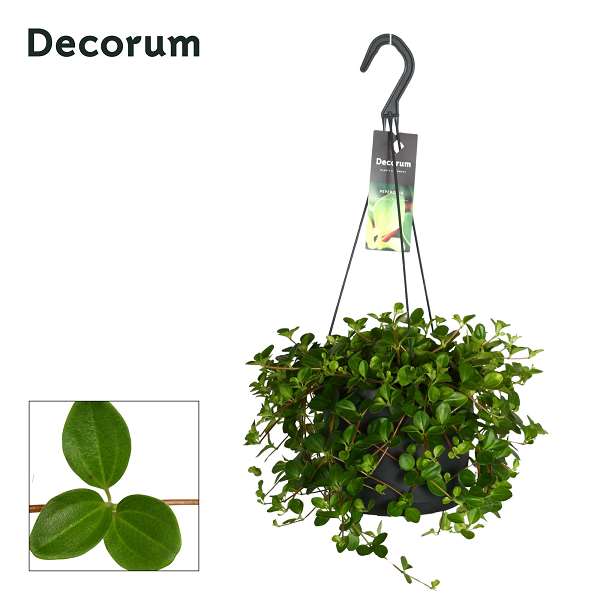 Picture of Peperomia rotundifolia hanging basket