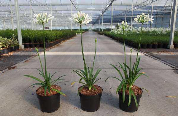 Picture of AGAPANTHUS WILLY'S WHITE