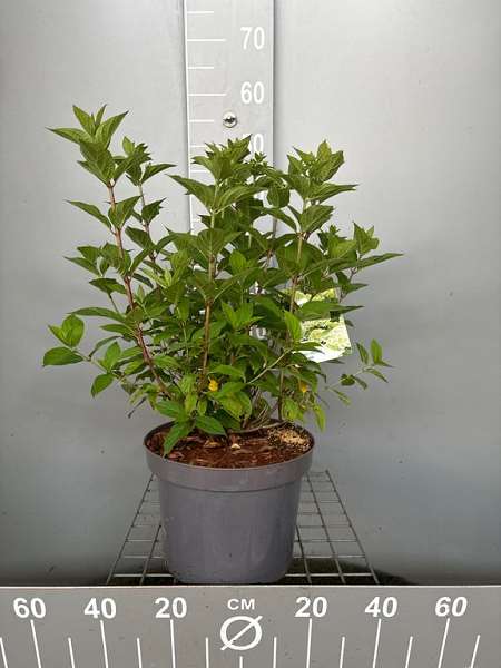 Picture of HYDRANGEA PANICULATA LIMELIGHT
