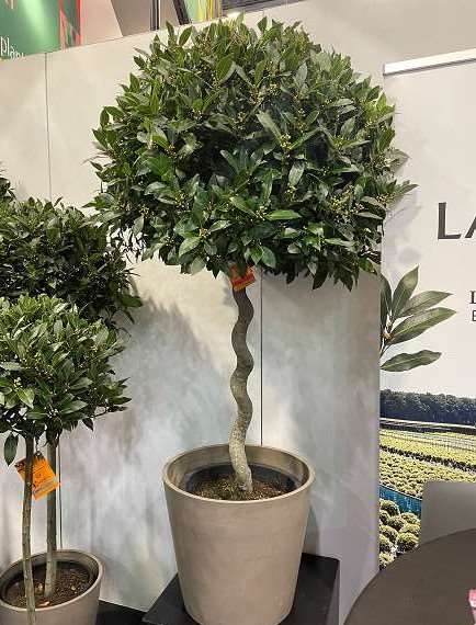 Picture of LAURUS NOBILIS 3/4 SPIRAL STEM 80-85CM HEAD