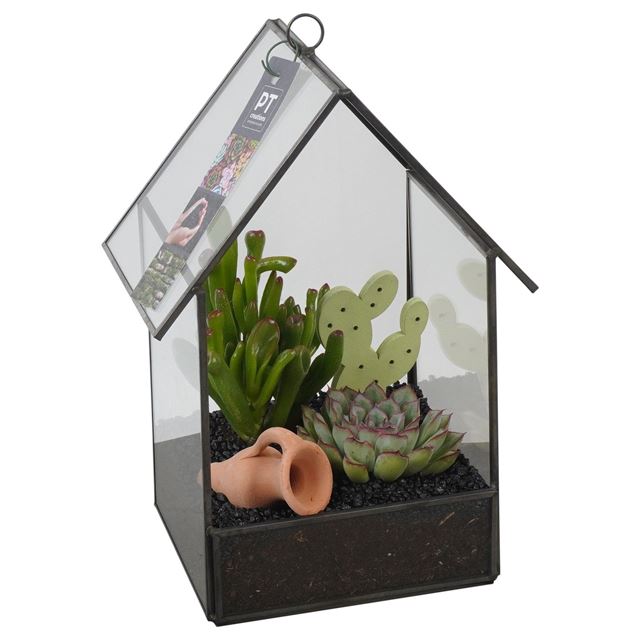 Picture of SUCCULENT ARRANGEMENT 02PP IN GLASS